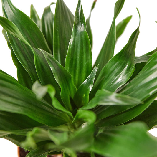 Dracaena 'Janet Craig' - 6" Pot - NURSERY POT ONLY - One Beleaf Away Plant Studio