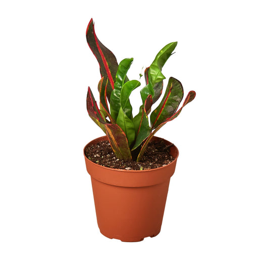 Croton 'Mammy' - 4" Pot - NURSERY POT ONLY