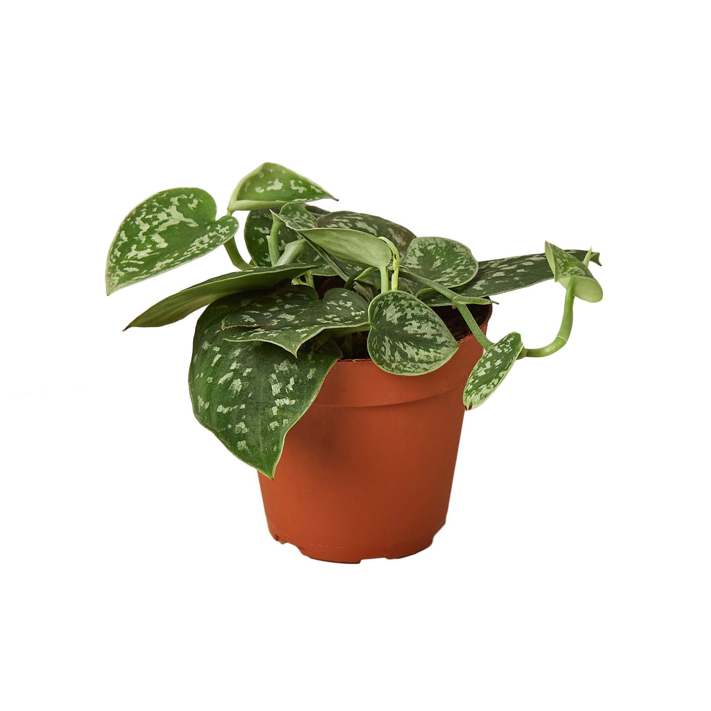 Pothos 'Satin' - 4" Pot - NURSERY POT ONLY - One Beleaf Away Plant Studio