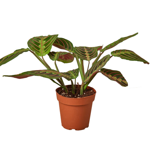 Maranta Red Prayer - 4" Pot - NURSERY POT ONLY - One Beleaf Away Plant Studio