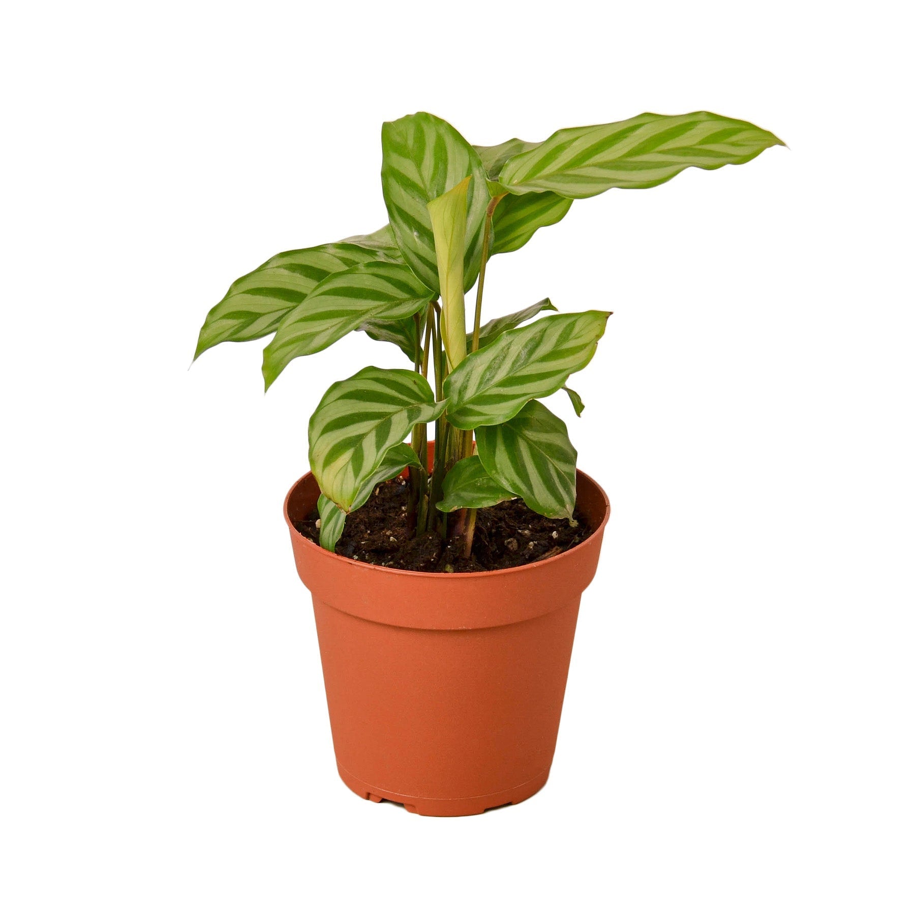 Calathea Concinna 'Freddie' - 4" Pot - NURSERY POT ONLY - One Beleaf Away Plant Studio