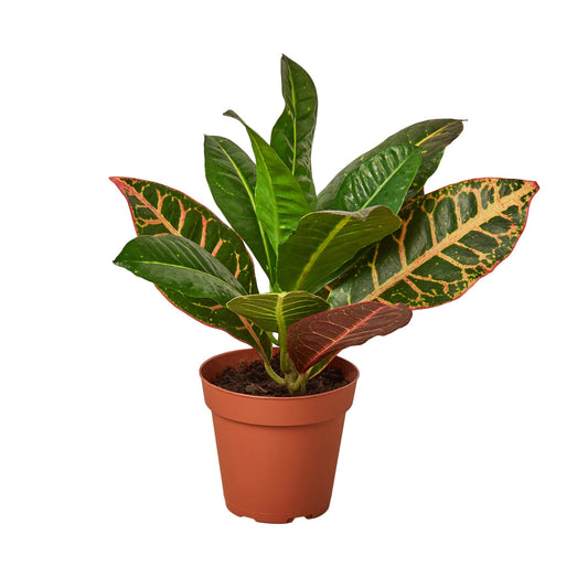 Croton Petra 'Joseph's Coat' - 4" Pot - NURSERY POT ONLY - One Beleaf Away Plant Studio