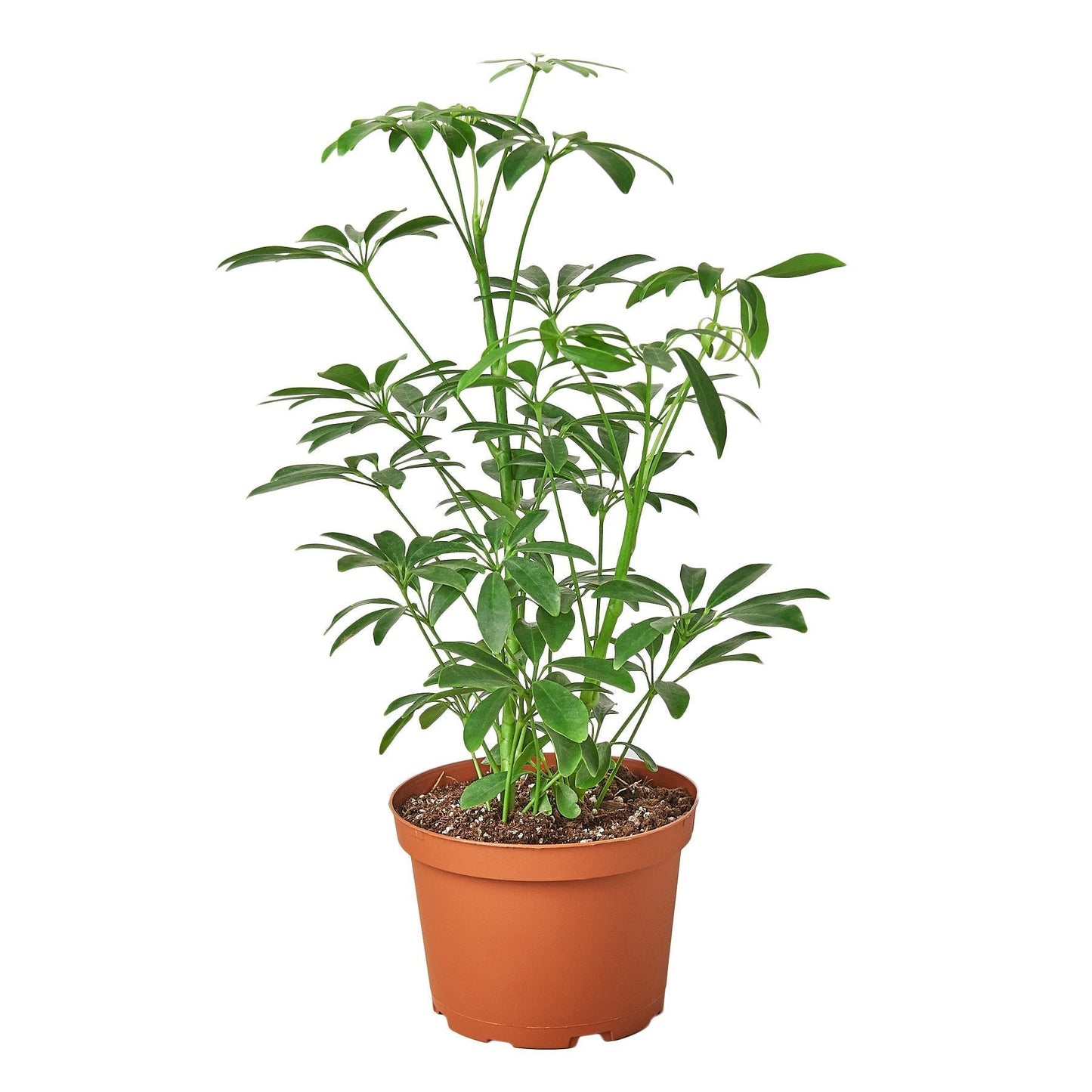 Schefflera Arboricola 'Umbrella' - 6" Pot - NURSERY POT ONLY - One Beleaf Away Plant Studio