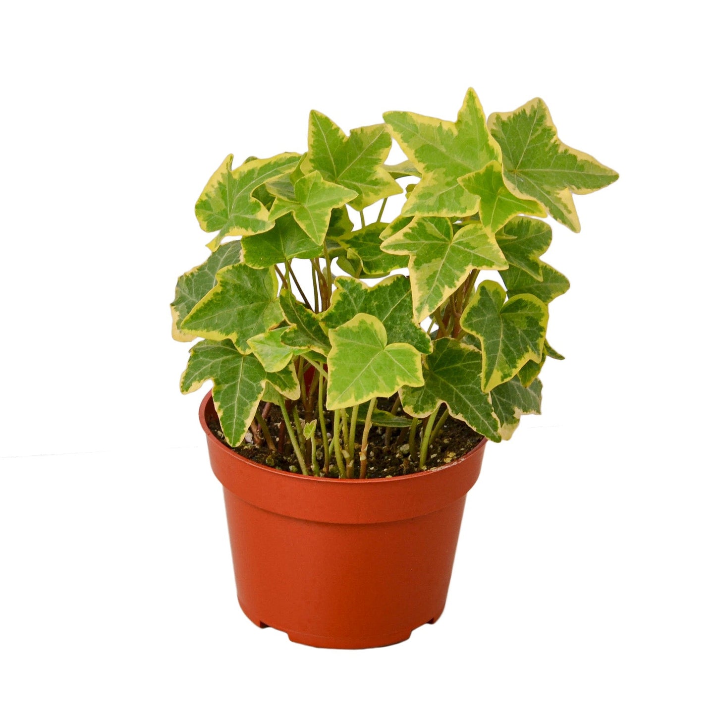 English Ivy Gold Child - 4" Pot - NURSERY POT ONLY - One Beleaf Away Plant Studio