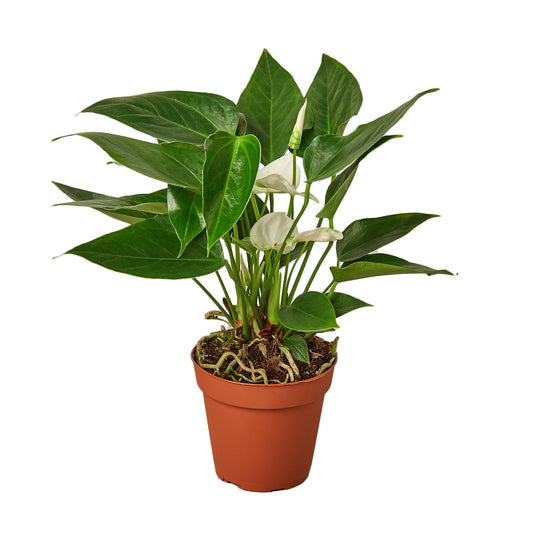 Anthurium 'White' - 4" Pot - NURSERY POT ONLY - One Beleaf Away Plant Studio