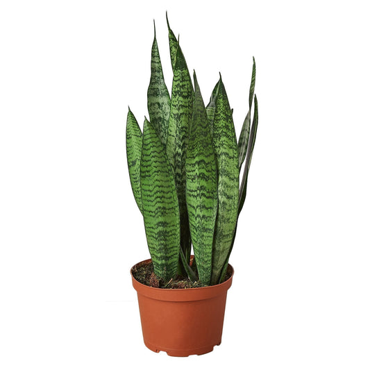 Snake Plant 'Zeylanica' - 6" Pot - NURSERY POT ONLY - One Beleaf Away Plant Studio