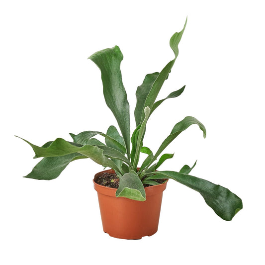 Staghorn Fern - 6" Pot - NURSERY POT ONLY - One Beleaf Away Plant Studio