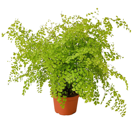 Maidenhair Fern - 6" Pot - NURSERY POT ONLY - One Beleaf Away Plant Studio