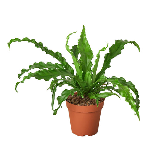 Bird’s Nest 'Victoria' Fern - 4" Pot