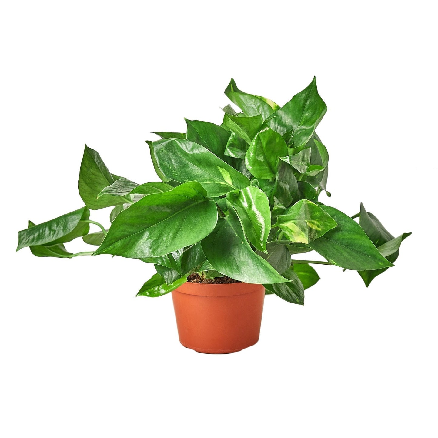 Pothos 'Golden' - 6" Pot - NURSERY POT ONLY - One Beleaf Away Plant Studio