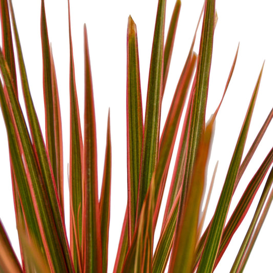 Dracaena 'Colorama' - 6" Pot - NURSERY POT ONLY - One Beleaf Away Plant Studio