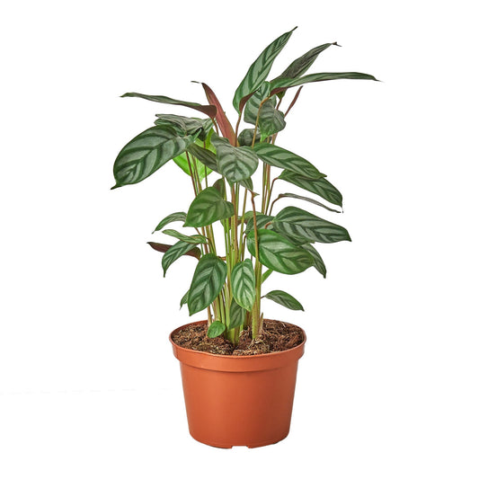 Calathea 'Grey Star' - 6" Pot - NURSERY POT ONLY - One Beleaf Away Plant Studio