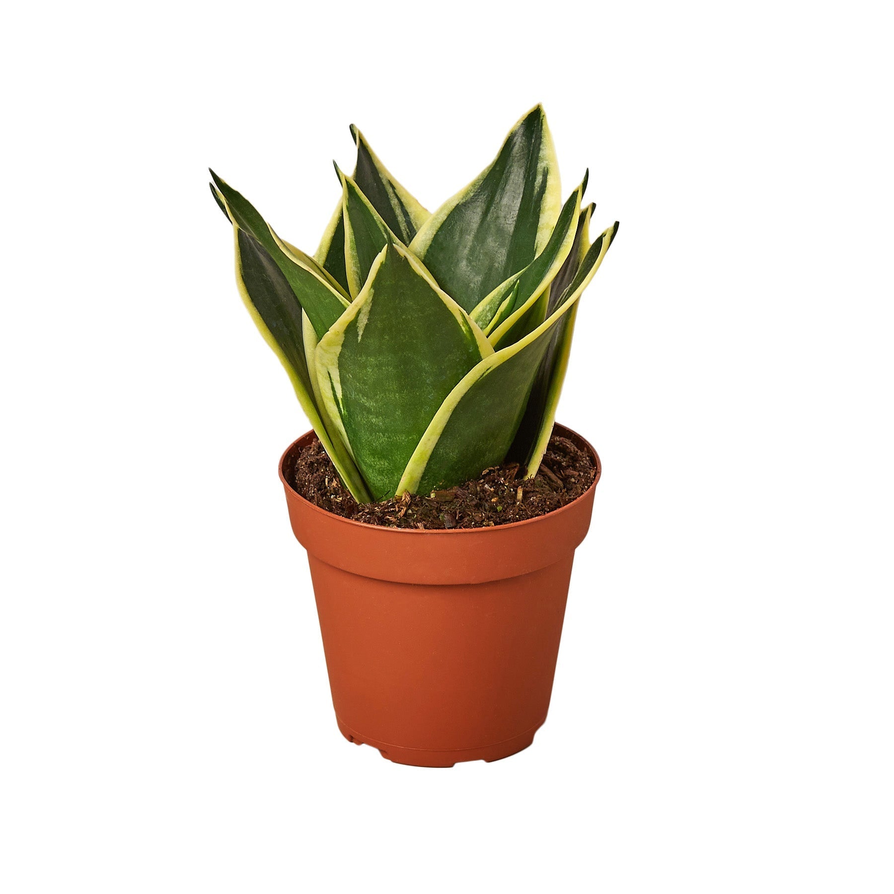 Snake Plant Black Gold - Nursery Pot 4-inch - One Beleaf Away Plant Studio